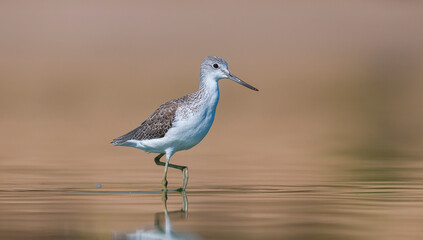 Common Greenshank (Tringa nebularia) is a wetland bird that lives in Africa, Europe and Asia. It usually feeds on fresh water.