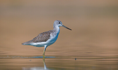 Common Greenshank (Tringa nebularia) is a wetland bird that lives in Africa, Europe and Asia. It usually feeds on fresh water.