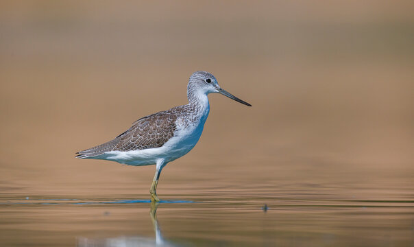 Common Greenshank (Tringa nebularia) is a wetland bird that lives in Africa, Europe and Asia. It usually feeds on fresh water.