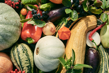 Ripe autumn vegetables and berries are laid out on the table. View from above.