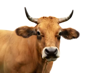 Foto op Plexiglas portret van een koe die frontaal kijkt met transparante achtergrond © perpis