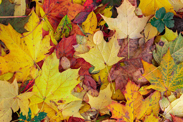 Fallen foliage in a maple grove, natural background with yellow red maple leaf, horizontal photography