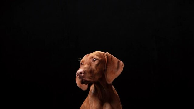 dog in the collar. Beautiful Hungarian Vizsla on a black background in the studio