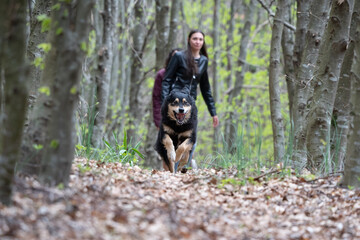 Naklejka na ściany i meble girls with dog running in the forest