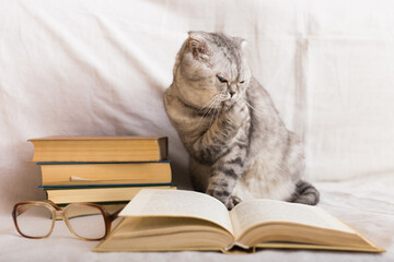 Cute cat licking paw near books and eyeglasses