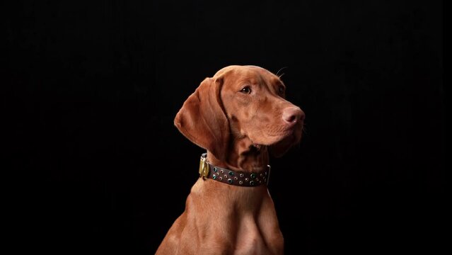 dog in the collar. Beautiful Hungarian Vizsla on a black background in the studio