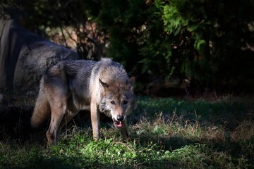 光を浴びて吠えるオオカミ