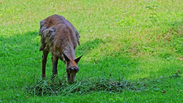 Apennine chamois, Rupicapra pyrenaica ornata, is living in the Abruzzo-Lazio-Molise National Park in Italy and the Pyrenees in Spain