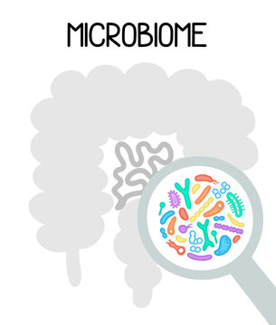 Human Microbiome Illustration With Intestines And Bacteria Vector Picture. Gastroenterologist. Bifidobacteria, Lactobacilli. Lactic Acid Bacteria.