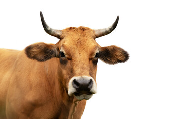 portrait of a cow looking frontally with white background