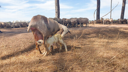Newborn baby lamb sucking milk, mother sheep feeding just born mammal child and licking afterbirth. Sheep birth process, farming concept