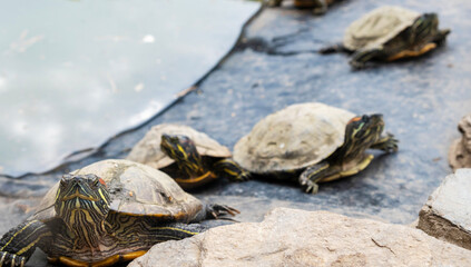 turtles basking in the sun by the water