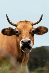 portrait of an Asturian cow. Extensive livestock concept