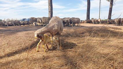 Newborn lamb baby on the meadow, mother ewe feeding child and licking afterbirth, farm animals breeding concept