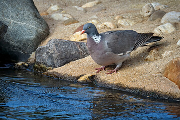 Ringeltaube ( Columba palumbus ).