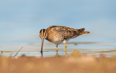 Common Snipe (Gallinago gallinago) is 
is a bird that lives in wetlands and feeds on aquatic invertebrates.
