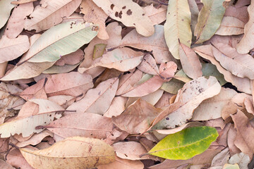 Autumn concept with Fallen brown dry leaves in the park for background. Picture Vintage color tone.