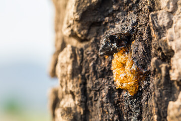 Drop of Resin on Tree Bark