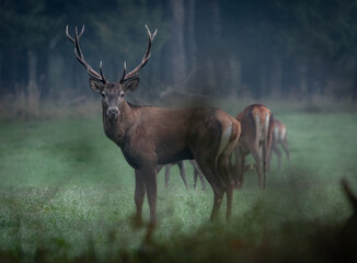 Jeleń deer - obrazy, fototapety, plakaty