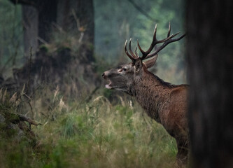 Jeleń Deer © Sporywildlife