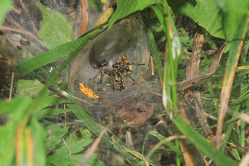 agelena labyrinthica spider macro photo