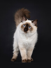 Fluffy young seal point ragdoll cat, standing up facing front. Looking beside camera with light blue eyes. Isolated on a black background.