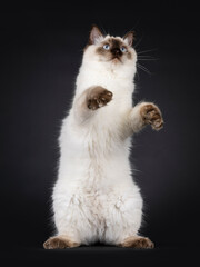 Fluffy young seal point ragdoll cat, standing on hind paws showing belly Looking up and above camera with light blue eyes. Isolated on a black background.