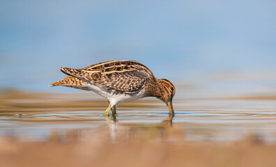 Common Snipe (Gallinago gallinago) is 
is a bird that lives in wetlands and feeds on aquatic invertebrates.
