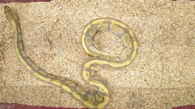 Ball python was slithering in the glass cabinet waiting to be sold. It's a popular pet in Thailand.