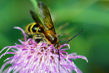Mining bee sucking honey juice from Japanese thistle flowerhead. Close up macro photography.