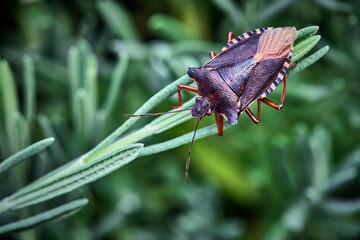 Rotbeinige Baumwanze ( Pentatoma rufipes ).