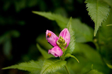 Ladybug On Flower