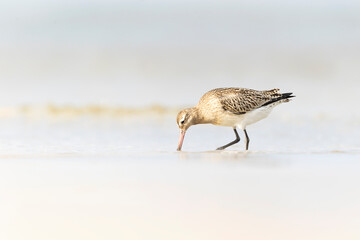 A bar-tailed godwit (Limosa lapponica) foraging during fall migration on the beach.