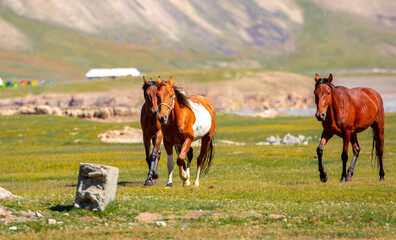 A herd of horses gallop forward against the backdrop of mountains. A herd of horses graze in the meadow in summer and spring, the concept of cattle breeding, with space for text.