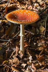 L'Amanite tue-mouches ou fausse oronge, est une espèce de champignons basidiomycètes de la famille des Amanitaceae. Toxique et psychotrope, c'est l'un des nombreux représentants du genre des amanites