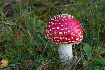 L'Amanite tue-mouches ou fausse oronge, est une espèce de champignons basidiomycètes de la famille des Amanitaceae. Toxique et psychotrope, c'est l'un des nombreux représentants du genre des amanites