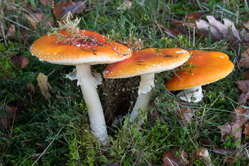 L'Amanite tue-mouches ou fausse oronge, est une espèce de champignons basidiomycètes de la famille des Amanitaceae. Toxique et psychotrope, c'est l'un des nombreux représentants du genre des amanites