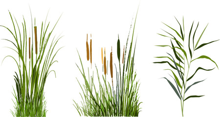 Image of a green reed or bulrush on a white background.Isolated vector drawing. - obrazy, fototapety, plakaty
