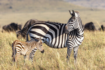 Plains, or common zebra, equus quagga, in the grasslands of the Masai Mara, Kenya. Mother and newborn foal with a wildebeest herd behind - obrazy, fototapety, plakaty