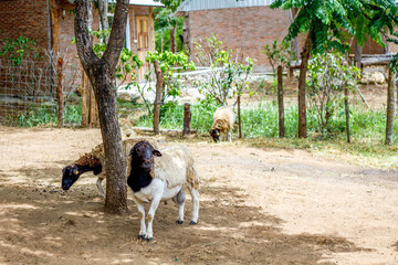 The Somali Sheep breed - Ovis aries