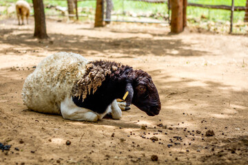 The Somali Sheep breed - Ovis aries