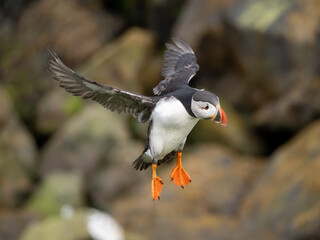 Atlantic Puffin returning to its burrow after a fishing expedition, Borgarfjörður eystri, Eastern Iceland