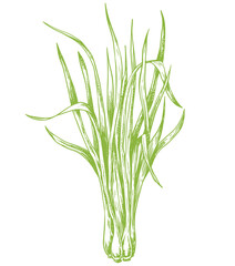 Lemongrass Drawing Isolated Vintage Illustration Of Leaves Organic Essential Oil Engraved Style Sketch