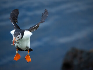 Atlantic Puffin returning to its burrow with fish (capelin) in its beak, Borgarfjörður eystri,...