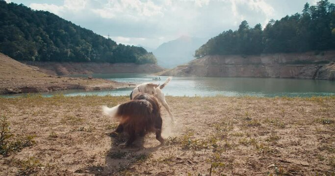 Portrait of two friendly domestic animals border collie and mongrel dogs playing on mountain lakeshore with beautiful landscape. Happy carefree pets on summertime