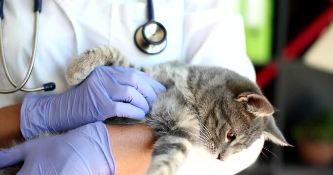 Doctor veterinarian holding in his hands small gray kitten in clinic 4k movie slow motion 