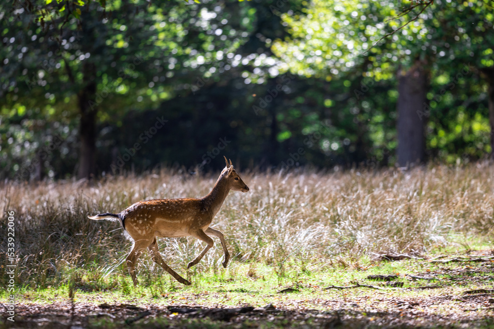 Poster A fallow deer runs in the forest