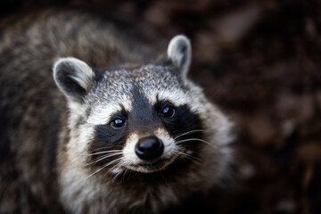 Naklejka na ściany i meble Portrait of a raccoon in the forest