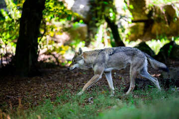 Fototapeta premium Portrait of a gray wolf in the forest