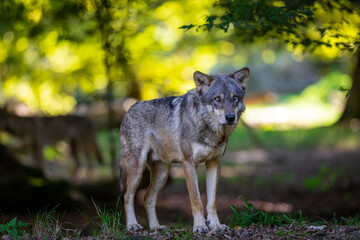 Obraz premium Portrait of a gray wolf in the forest